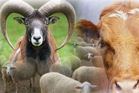 Kurban Kesmek İle İlgili Bilinmesi Gerekenler